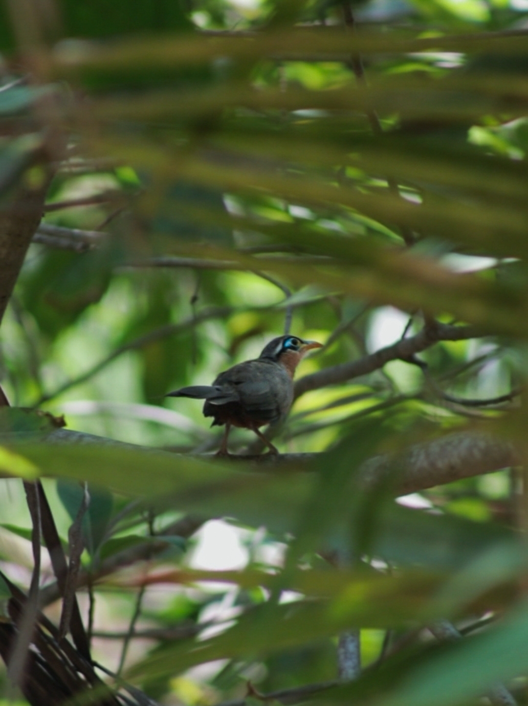 Lesser Ground Cuckoo (Morococcyx erythropygus), photo 4