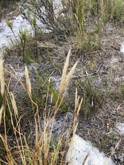 Pentameris curvifolia