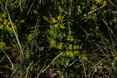 Helioscopia