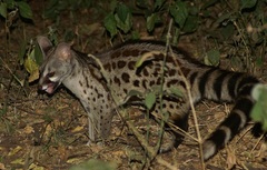 Common Genet photo 2