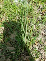 Nassella leucotricha