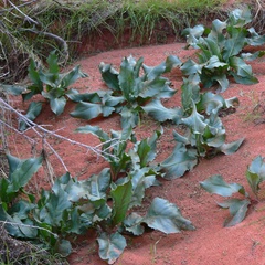 Rumex hymenosepalus