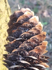 Pucciniastrum areolatum