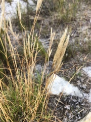 Pentameris curvifolia