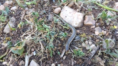 Chalcides ocellatus