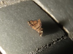 Chlumetia transversa