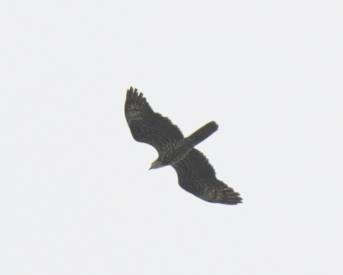 European Honey-buzzard
