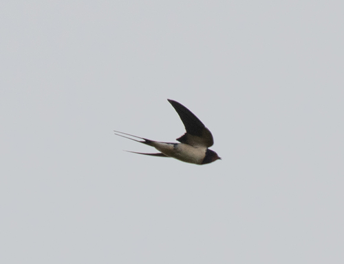 Barn Swallow