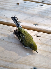 Setophaga pensylvanica