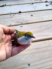 Setophaga pensylvanica