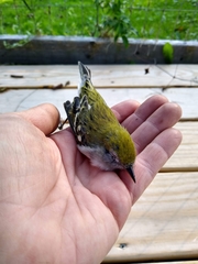 Setophaga pensylvanica