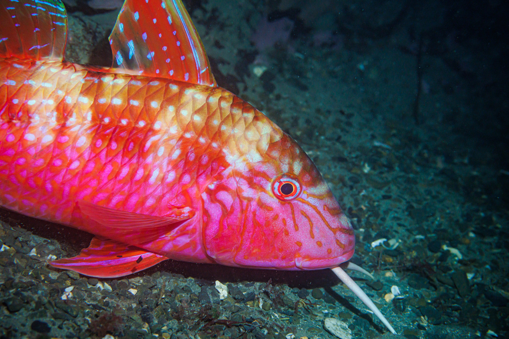 Goatfish from Rocky Bay on May 15, 2026 at 06:48 PM by Luca Davenport ...