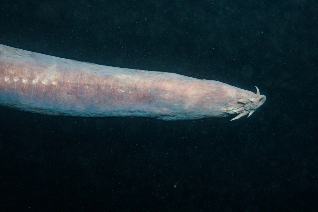 Breedkieuw-slijmprik (Eptatretus cirrhatus) — Myxinidae