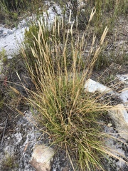 Pentameris curvifolia