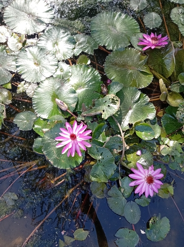 Nymphaea × rosea