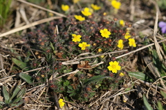 Potentilla heptaphylla