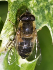 Eristalis pertinax