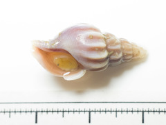 Plicifusus kroyeri