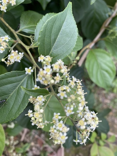 Tripterygium wilfordii, photograph 3