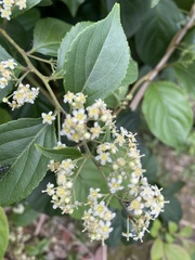 author not stated, no rights reserved Tripterygium wilfordii, photograph author not stated, no rights reserved
