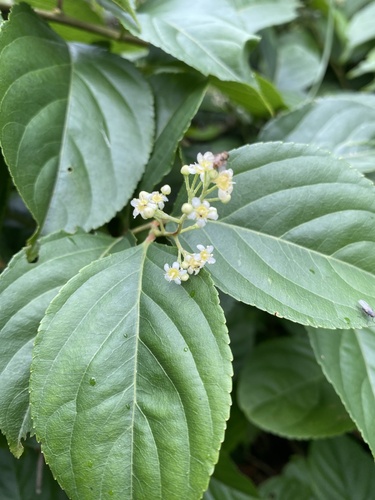 Tripterygium wilfordii, photograph 4