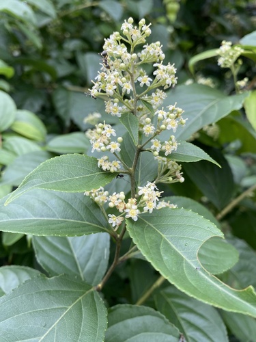 Tripterygium wilfordii, photograph 5