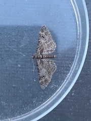 Gymnoscelis rufifasciata