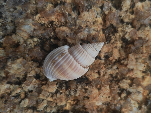 Nassarius siquijorensis, 2026-05-16