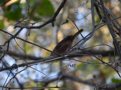 Troglodytes aedon