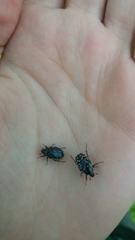 Oxythyrea