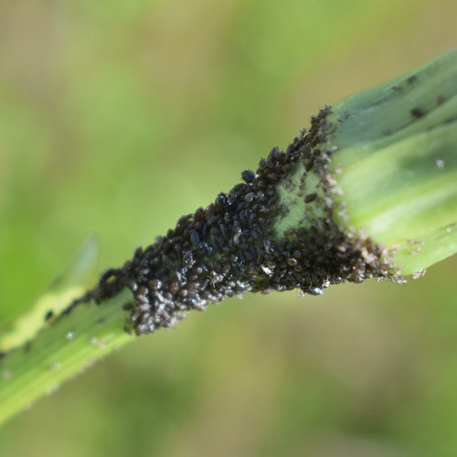 Aphid