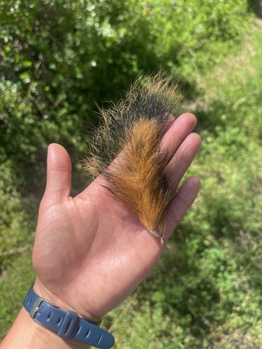 iNaturalist observation photo of Eastern Fox Squirrel
