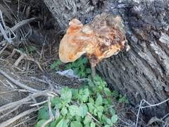 Fungi