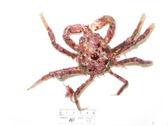 Hyas araneus