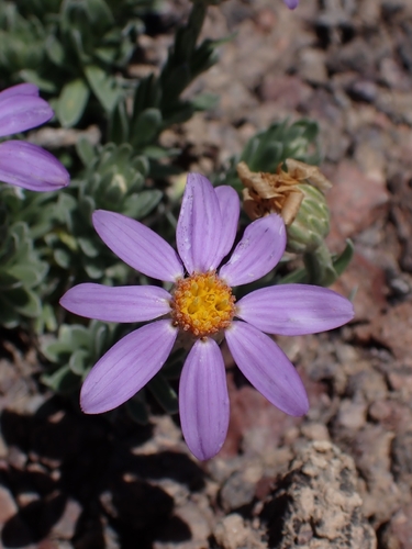 Ionactis alpina, photograph 3