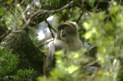 Cercopithecus mitis kolbi