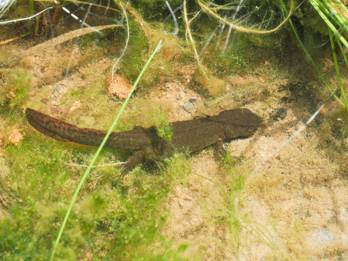 Fuding Fire-bellied Newt