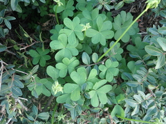 Oxalis pes-caprae
