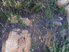 Cryptantha intermedia intermedia