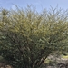 Acacia ehrenbergiana