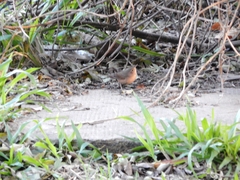 Troglodytes aedon