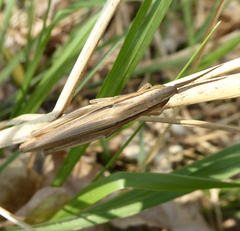 Platypternodes brevipes