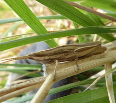 Platypternodes brevipes