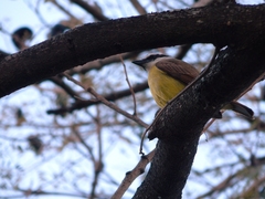 Pitangus sulphuratus