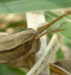 Platypternodes brevipes