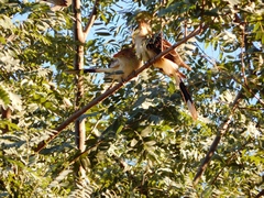 Guira guira