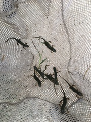 Notophthalmus meridionalis