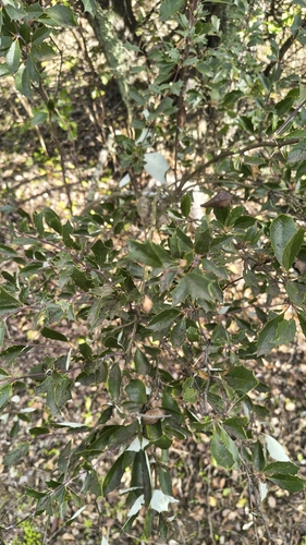 Berberis chilensis, photograph 6