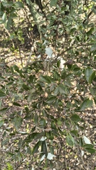 Berberis chilensis, photograph author not stated, no rights reserved