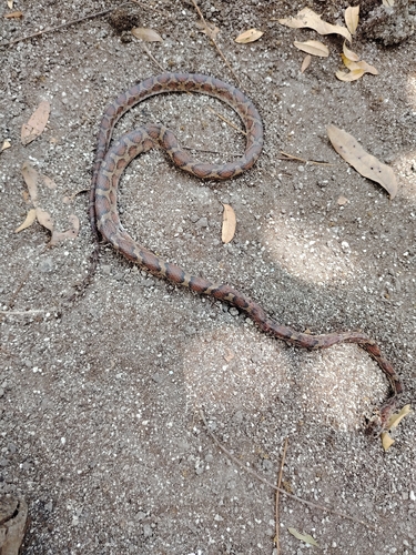 Yellow-red Rat Snake